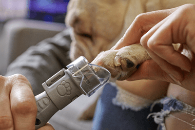DREMEL PG10 Lot de 10 disques limage griffes animaux domestiques - grain 60 - MK SELLER EU